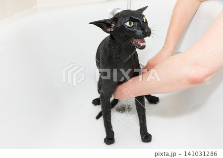 Black cat washing in bathtub Black cat washing in bathtub 141031286