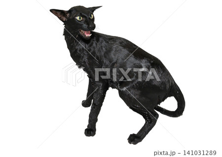 Wet black cat, black oriental cat Wet black cat, black oriental cat 141031289