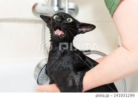 Black cat washing in bathtub 141031299