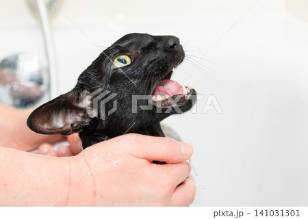 Black cat washing in bathtub Black cat washing in bathtub 141031301