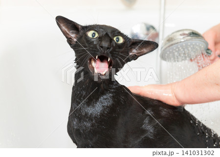 Black cat washing in bathtub Black cat washing in bathtub 141031302