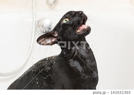 Black cat washing in bathtub 141031303