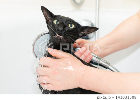 Black cat washing in bathtub Black cat washing in bathtub 141031309