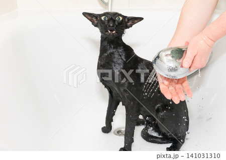 Black cat washing in bathtub 141031310