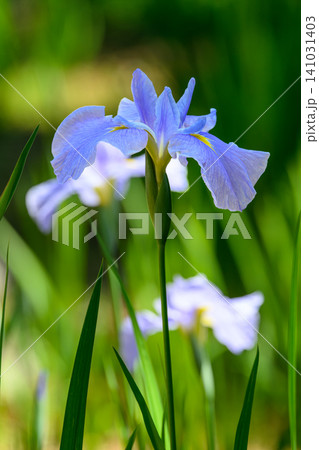 菖蒲(並木路)_3296 菖蒲(並木路)_3296 141031403