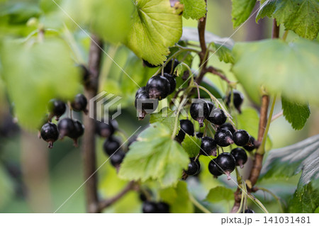 delicious and juicy bunches of blackcurrant berries on bushes in the garden delicious and juicy bunches of blackcurrant berries on bushes in the garden 141031481