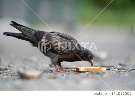 Wild pigeons eating bread crumbs on the ground in the city 141031505