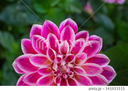 close up of a beautiful Dahlias flower in the garden close up of a beautiful Dahlias flower in the garden 141031515