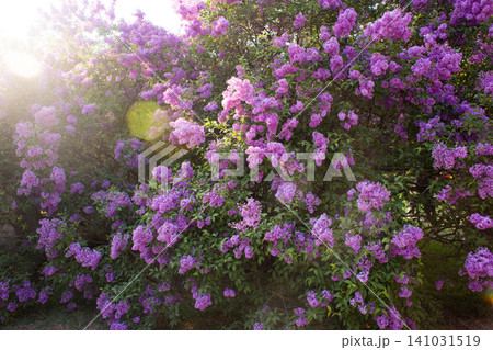 close up of beautiful purple lilac flowers in the garden 141031519