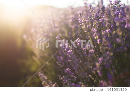 Lavender field glowing in the golden rays of sunset Lavender field glowing in the golden rays of sunset 141031520