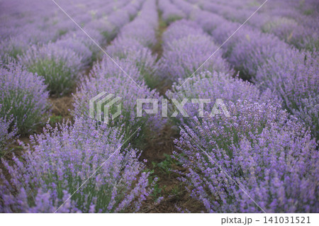 Symmetry in a blooming lavender field Symmetry in a blooming lavender field 141031521