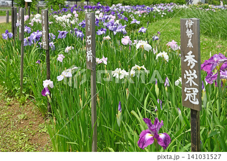 気品ある秀栄冠の花 美しい伝統美が咲き誇る千葉県香取市のあやめパーク 気品ある秀栄冠の花 美しい伝統美が咲き誇る千葉県香取市のあやめパーク 141031527