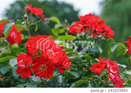 Colorful rose bushes with red blooming flowers in lush summer garden landscape background Colorful rose bushes with red blooming flowers in lush summer garden landscape background 141031683
