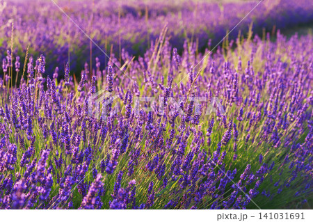 Blooming lavender medicinal herb bush rows with aromatic purple flowers in summer garden landscape Blooming lavender medicinal herb bush rows with aromatic purple flowers in summer garden landscape 141031691