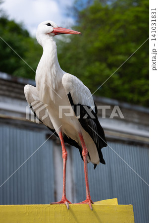 White stork standing on a yellow surface against green trees 141031831