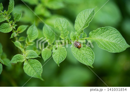 Colorado potato beetle pest eats potato leaves in the garden Colorado potato beetle pest eats potato leaves in the garden 141031854