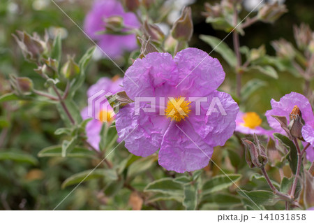 Pink grey-leaved Cistus albidus flower in macro close-up with yellow center Pink grey-leaved Cistus albidus flower in macro close-up with yellow center 141031858