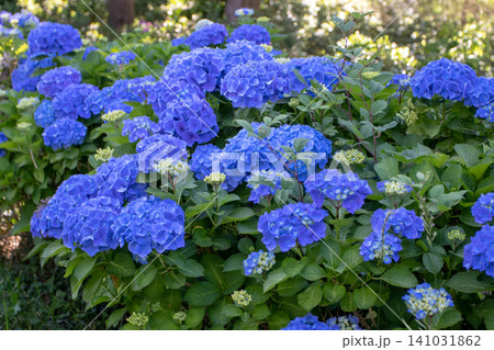 Bright blue hydrangea shrub blooming in a sunny garden Bright blue hydrangea shrub blooming in a sunny garden 141031862