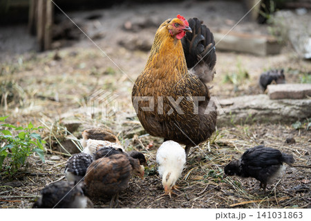 a beautiful adult hen walks with her chicks a beautiful adult hen walks with her chicks 141031863