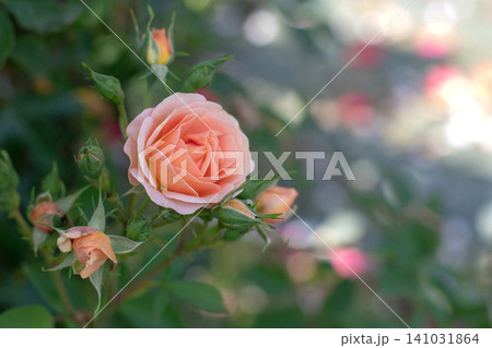Salmon orange floribunda rose bloom with buds on a blurred garden background Salmon orange floribunda rose bloom with buds on a blurred garden background 141031864