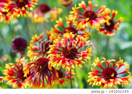 Colorful Gaillardia aristata blanket flowers blooming in green summer garden background Colorful Gaillardia aristata blanket flowers blooming in green summer garden background 141032143