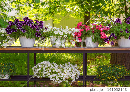 Colorful petunia flowers in pots on garden patio shelf in summer. Outdoor decor, ornamental plants Colorful petunia flowers in pots on garden patio shelf in summer. Outdoor decor, ornamental plants 141032148