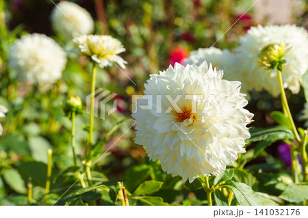 White Dahlia pinnata or pompon dahlias blooming in sunny autumn flower garden, flowerbed background White Dahlia pinnata or pompon dahlias blooming in sunny autumn flower garden, flowerbed background 141032176