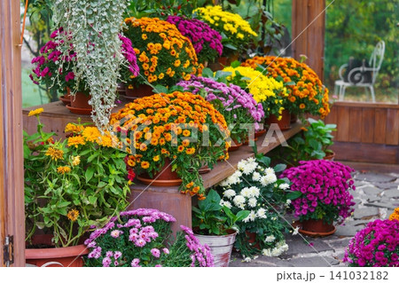 Colorful chrysanthemums in pots on wooden shelves inside autumn greenhouse garden, decorative plants Colorful chrysanthemums in pots on wooden shelves inside autumn greenhouse garden, decorative plants 141032182