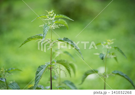 beautiful green nettle plant in sunlight outdoors beautiful green nettle plant in sunlight outdoors 141032268