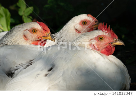 Close-up of three white chickens huddling together on a farm Close-up of three white chickens huddling together on a farm 141032347