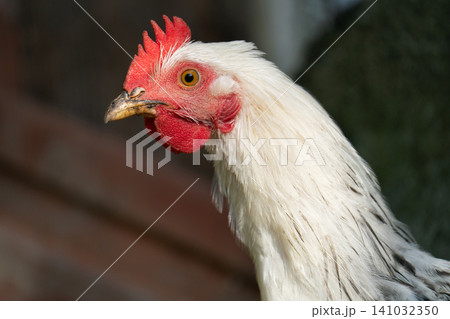 Close-up side view portrait of a white chicken on a farm 141032350