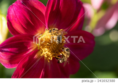 close-up of a bee pollinating a flower and making honey. close-up of a bee pollinating a flower and making honey. 141032380