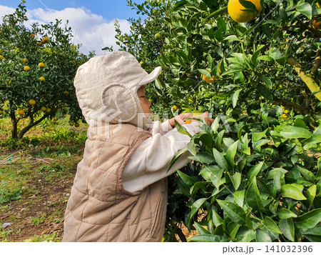Cute Baby Wearing Winter Hat Touching Orange Fruit on Tangerine Tree Cute Baby Wearing Winter Hat Touching Orange Fruit on Tangerine Tree 141032396