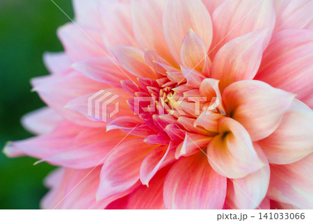 close up of a beautiful Dahlias flower in the garden 141033066