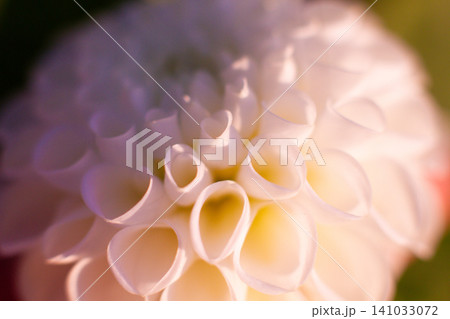 close up of a beautiful Dahlias flower in the garden close up of a beautiful Dahlias flower in the garden 141033072