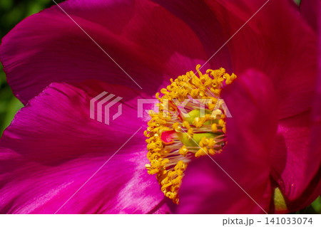 close up of a beautiful pink Paeonia suffruticosa flower in the garden close up of a beautiful pink Paeonia suffruticosa flower in the garden 141033074