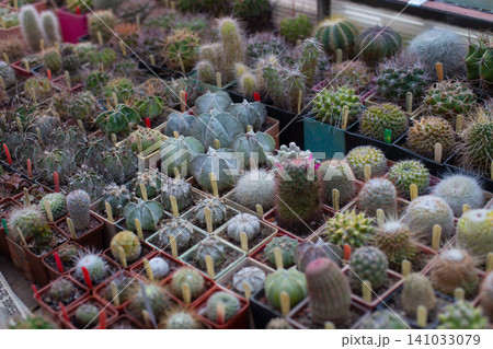 many different beautiful decorative cacti grow in the greenhouse many different beautiful decorative cacti grow in the greenhouse 141033079