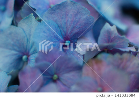 close-up of beautiful blue and pink flowers of Large-leaved hydrangea close-up of beautiful blue and pink flowers of Large-leaved hydrangea 141033094