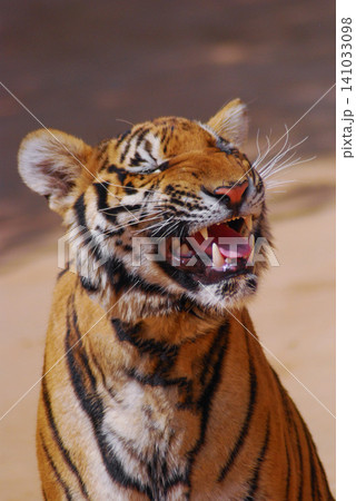 a beautiful big tiger is resting and walking around the zoo a beautiful big tiger is resting and walking around the zoo 141033098
