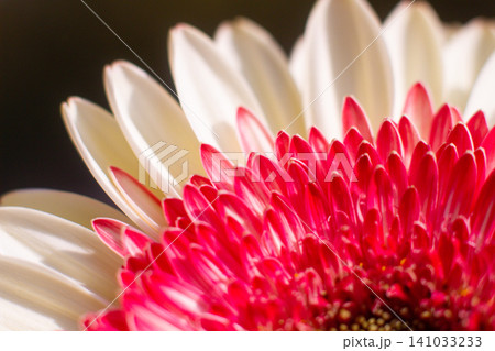 close-up of a beautiful Gerber Jameson flower in the garden 141033233