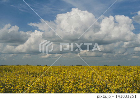 xpansive yellow rapeseed field under a dramatic cloudy sky 141033251