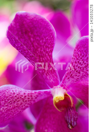 close up of beautiful Vanda flowers in the garden close up of beautiful Vanda flowers in the garden 141033278