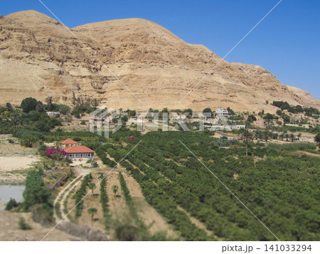 Lush oasis and plantation at the base of the Judaean Mountains near Jericho 141033294