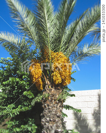 A date palm tree with clusters of yellow ripening dates A date palm tree with clusters of yellow ripening dates 141033300