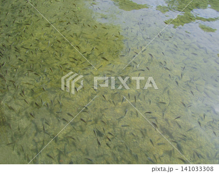 Large school of small fish swimming in shallow, clear water Large school of small fish swimming in shallow, clear water 141033308