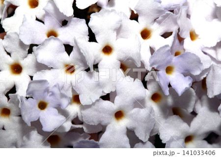 Close up of pretty white buddleja flowers blossom 141033406