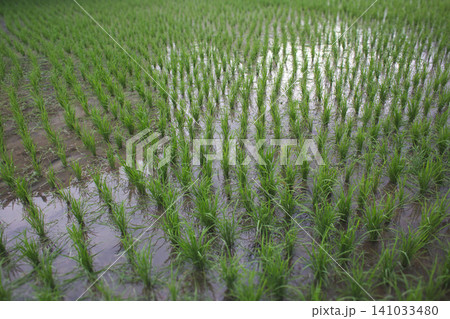 Young green rice seedlings growing in a flooded paddy field in Bali 141033480