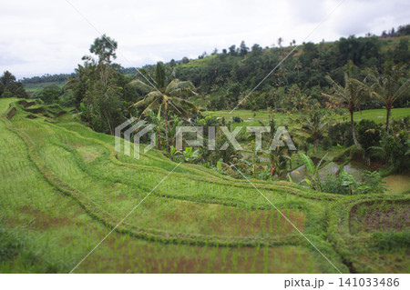 Scenic view of the lush Tegallalang Rice Terrace nestled in a tropical valley in Ubud, Bali 141033486