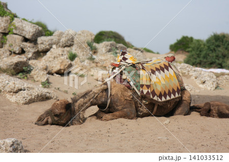 Dromedary camel resting near ancient stone ruins in Side, Turkey Dromedary camel resting near ancient stone ruins in Side, Turkey 141033512