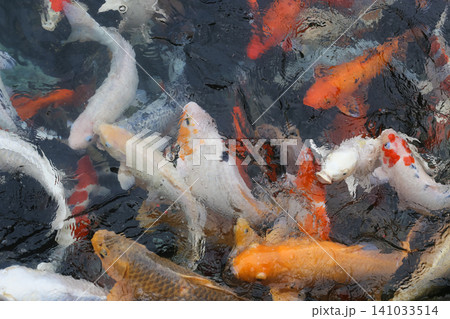 many beautiful colorful ornamental fish in the pond many beautiful colorful ornamental fish in the pond 141033514